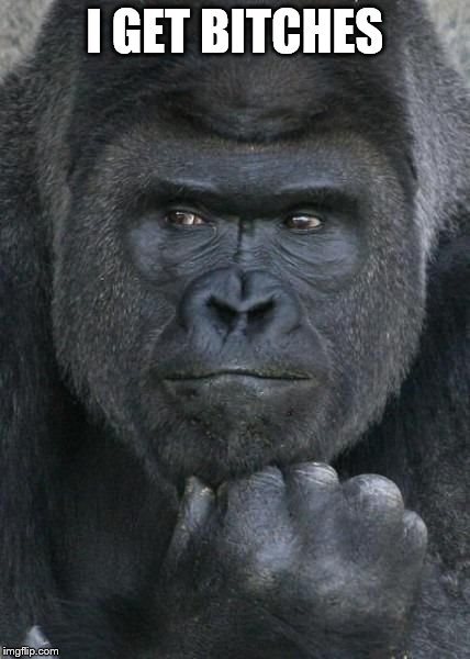 Handsome Gorilla | I GET B**CHES | image tagged in handsome gorilla | made w/ Imgflip meme maker