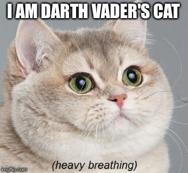 fat cat | I AM DARTH VADER'S CAT | image tagged in fat cat | made w/ Imgflip meme maker
