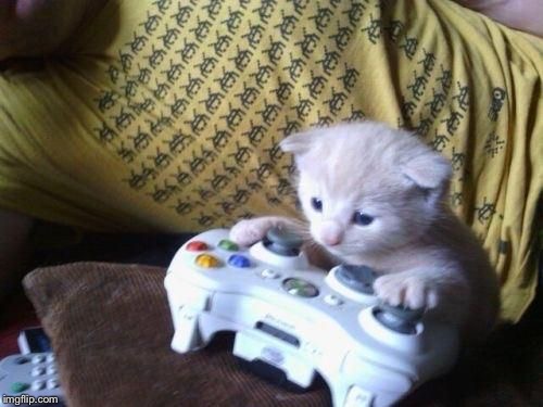 cat on xbox | . | image tagged in cat on xbox | made w/ Imgflip meme maker