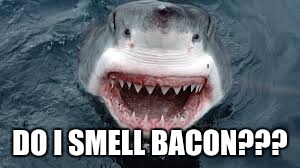 Shark after waking up | DO I SMELL BACON??? | image tagged in funny | made w/ Imgflip meme maker