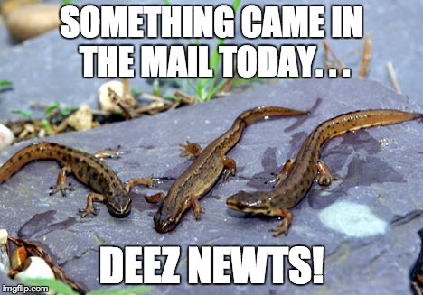 GOT EM!!! | SOMETHING CAME IN THE MAIL TODAY. . . DEEZ NEWTS! | image tagged in vines,deez nuts | made w/ Imgflip meme maker
