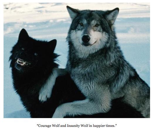 Courage Wolf Meme | image tagged in memes,courage wolf,insanity wolf
