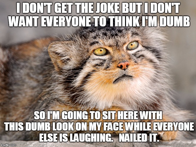 Manul Cat Doesn't Get The Joke | I DON'T GET THE JOKE BUT I DON'T WANT EVERYONE TO THINK I'M DUMB SO I'M GOING TO SIT HERE WITH THIS DUMB LOOK ON MY FACE WHILE EVERYONE ELSE | image tagged in cat,doesn't get it,manul cat | made w/ Imgflip meme maker