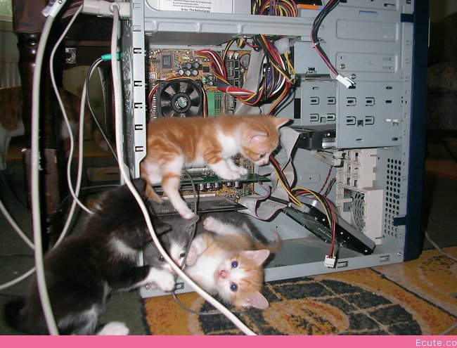 Kittens fixing a computer Blank Meme Template