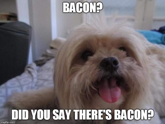 BACON? DID YOU SAY THERE'S BACON? | image tagged in happy dog | made w/ Imgflip meme maker