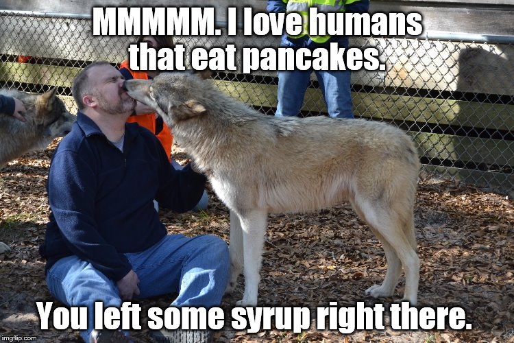 Wolf kisses from Macqui, a 2 year old female gray wolf.  | MMMMM. I love humans that eat pancakes. You left some syrup right there. | image tagged in wolf kisses,breakfast,wolves | made w/ Imgflip meme maker