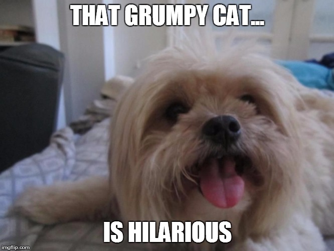 Happy dog | THAT GRUMPY CAT... IS HILARIOUS | image tagged in happy dog | made w/ Imgflip meme maker