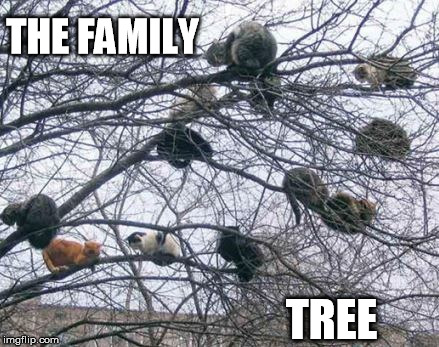 the family tree | THE FAMILY TREE | image tagged in cat tree | made w/ Imgflip meme maker
