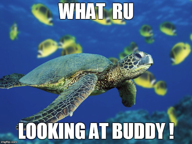 WHAT  RU LOOKING AT BUDDY ! | image tagged in turtles | made w/ Imgflip meme maker