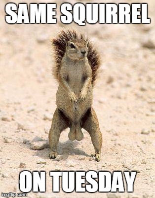 Super Confident Squirrel | SAME SQUIRREL ON TUESDAY | image tagged in super confident squirrel | made w/ Imgflip meme maker