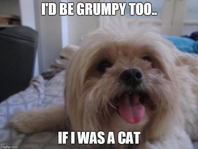 Happy dog | I'D BE GRUMPY TOO.. IF I WAS A CAT | image tagged in happy dog | made w/ Imgflip meme maker