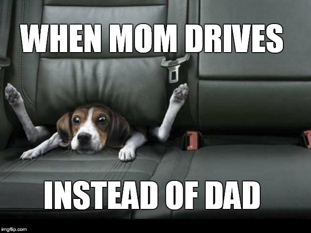 funny dog back seat | WHEN MOM DRIVES INSTEAD OF DAD | image tagged in funny dog back seat | made w/ Imgflip meme maker