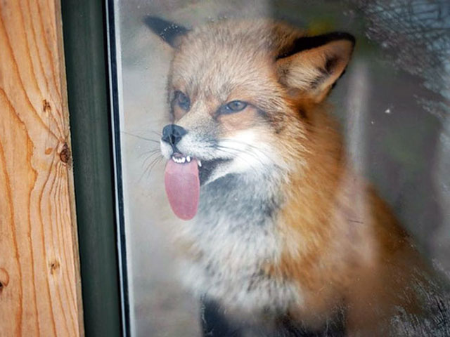 High Quality Fox Blank Meme Template