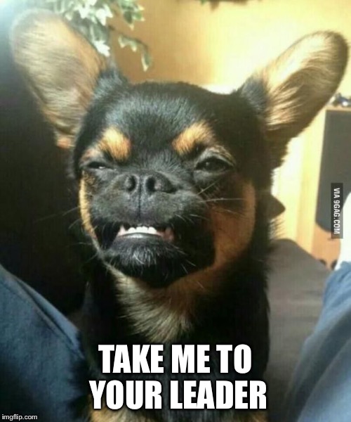 alien dog | TAKE ME TO YOUR LEADER | image tagged in alien dog | made w/ Imgflip meme maker