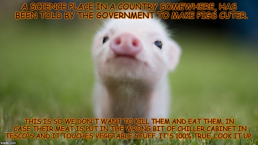 A SCIENCE PLACE IN A COUNTRY SOMEWHERE, HAS  BEEN TOLD BY THE GOVERNMENT TO MAKE PIGS CUTER. THIS IS SO WE DON'T WANT TO KILL THEM AND EAT T | image tagged in piggie | made w/ Imgflip meme maker
