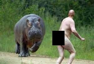 Hippo vs. Naked Guy Blank Meme Template