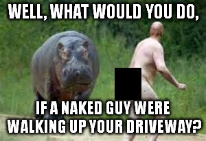 Hippo vs. Naked Guy | WELL, WHAT WOULD YOU DO, IF A NAKED GUY WERE WALKING UP YOUR DRIVEWAY? | image tagged in hippo vs naked guy | made w/ Imgflip meme maker
