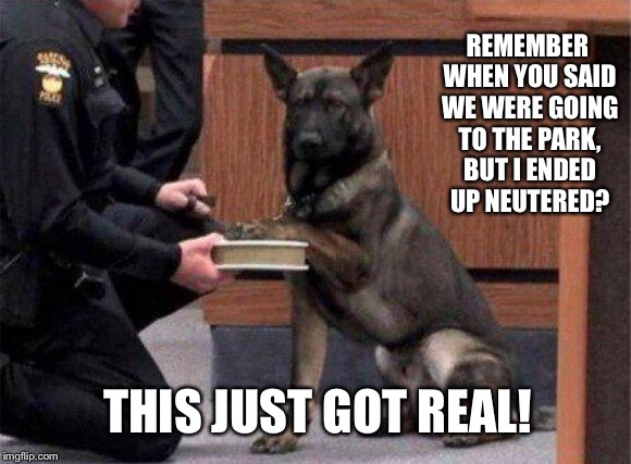 REMEMBER WHEN YOU SAID WE WERE GOING TO THE PARK, BUT I ENDED UP NEUTERED? THIS JUST GOT REAL! | image tagged in focused | made w/ Imgflip meme maker