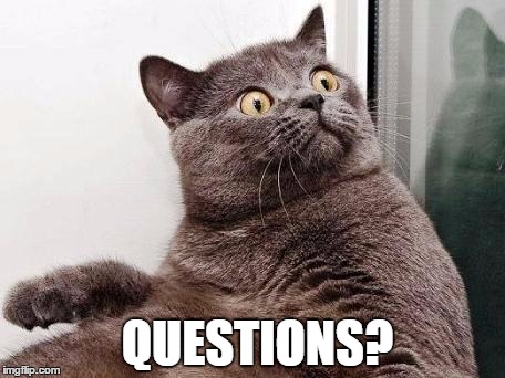 Surprised cat | QUESTIONS? | image tagged in surprised cat | made w/ Imgflip meme maker