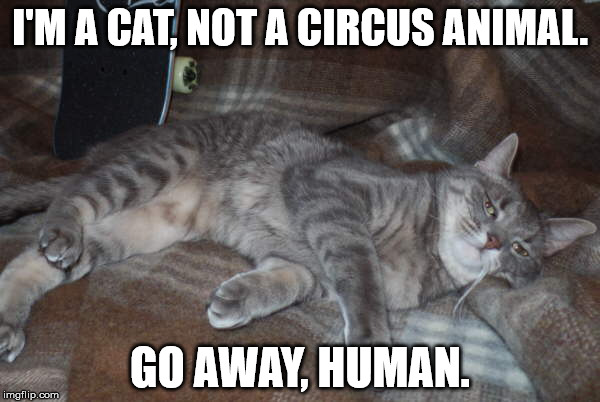 I'M A CAT, NOT A CIRCUS ANIMAL. GO AWAY, HUMAN. | made w/ Imgflip meme maker