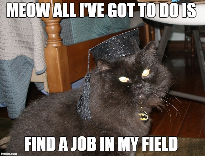 College Cat | MEOW ALL I'VE GOT TO DO IS FIND A JOB IN MY FIELD | image tagged in grumpy cat,cats,college,college humor | made w/ Imgflip meme maker