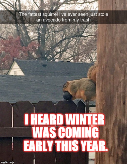 Winter is coming... | I HEARD WINTER WAS COMING EARLY THIS YEAR. | image tagged in fat,squirrel,avocado,winter,is,coming | made w/ Imgflip meme maker