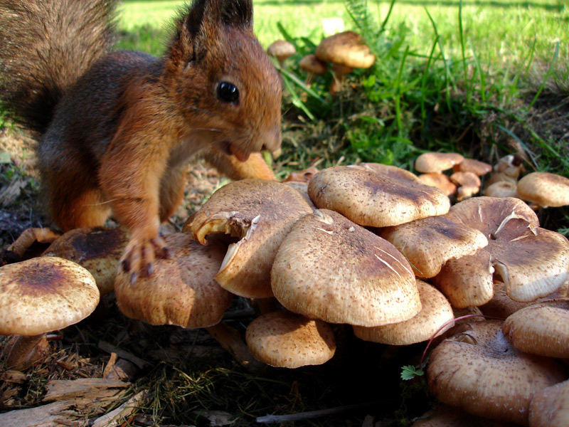 Squirrel Mushrooms Blank Meme Template