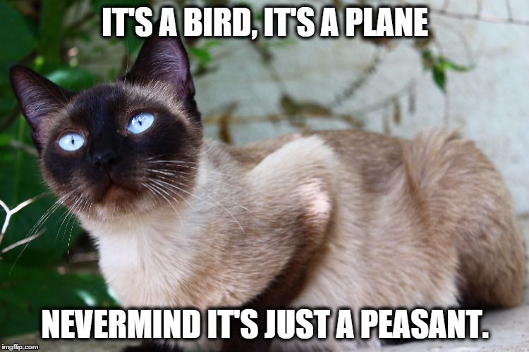 IT'S A BIRD, IT'S A PLANE NEVERMIND IT'S JUST A PEASANT. | image tagged in jokes,cats,snobby,zoey,princess | made w/ Imgflip meme maker