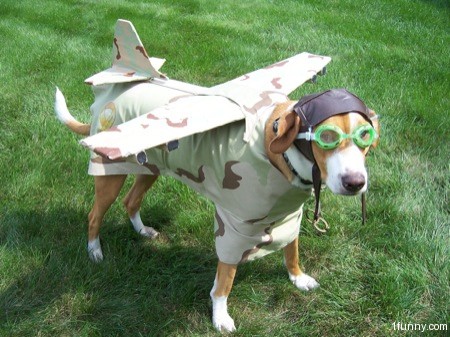 High Quality plane dog Blank Meme Template