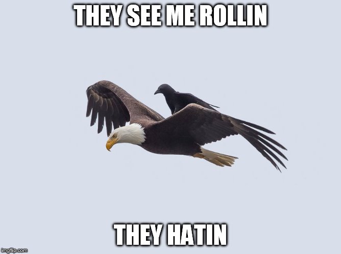 Crow Rollin on Eagle | THEY SEE ME ROLLIN THEY HATIN | image tagged in quit hatin | made w/ Imgflip meme maker