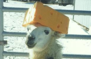 Llama cheese hat Blank Meme Template