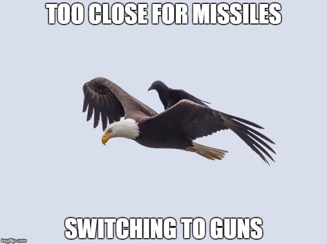 Riding Murica | TOO CLOSE FOR MISSILES SWITCHING TO GUNS | image tagged in eagle,murica | made w/ Imgflip meme maker