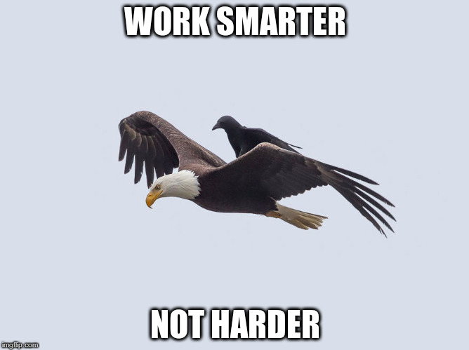WORK SMARTER NOT HARDER | image tagged in crow | made w/ Imgflip meme maker