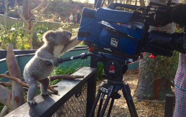High Quality Koala Cameraman Blank Meme Template
