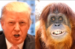 High Quality Donald trump is an orangutan Blank Meme Template