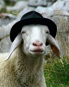 sheep fedora Blank Meme Template