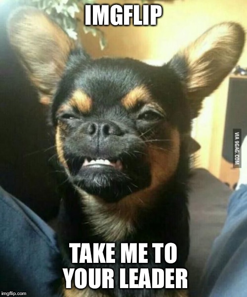 Alien dog | IMGFLIP TAKE ME TO YOUR LEADER | image tagged in alien dog,memes,imgflip | made w/ Imgflip meme maker