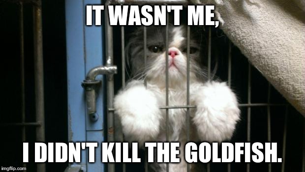 prison | IT WASN'T ME, I DIDN'T KILL THE GOLDFISH. | image tagged in prison,cats | made w/ Imgflip meme maker
