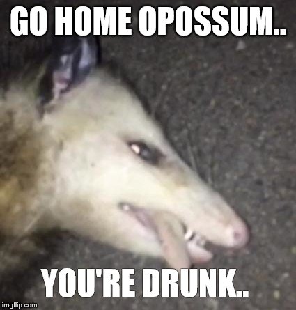 GO HOME OPOSSUM.. YOU'RE DRUNK.. | image tagged in drunk opossum | made w/ Imgflip meme maker