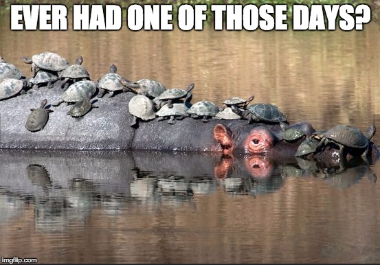 hippo | EVER HAD ONE OF THOSE DAYS? | image tagged in hippo | made w/ Imgflip meme maker