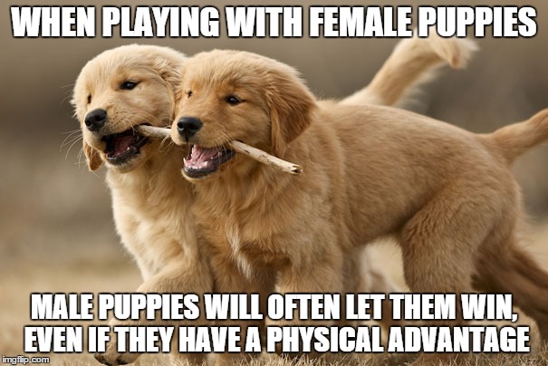 WHEN PLAYING WITH FEMALE PUPPIES MALE PUPPIES WILL OFTEN LET THEM WIN, EVEN IF THEY HAVE A PHYSICAL ADVANTAGE | image tagged in happy,dogs,good,good pets,pets,fact | made w/ Imgflip meme maker