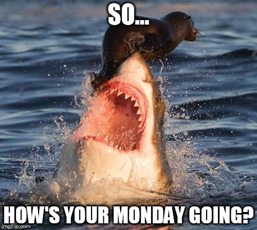 Travelonshark | SO... HOW'S YOUR MONDAY GOING? | image tagged in memes,travelonshark | made w/ Imgflip meme maker