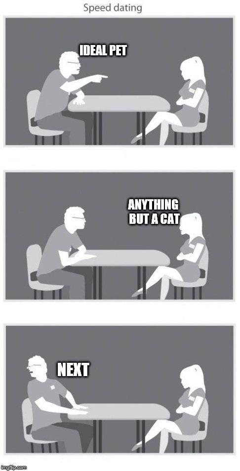 Speed dating | IDEAL PET NEXT ANYTHING BUT A CAT | image tagged in speed dating | made w/ Imgflip meme maker