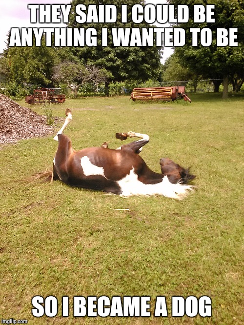 THEY SAID I COULD BE ANYTHING I WANTED TO BE SO I BECAME A DOG | image tagged in horse rolling | made w/ Imgflip meme maker