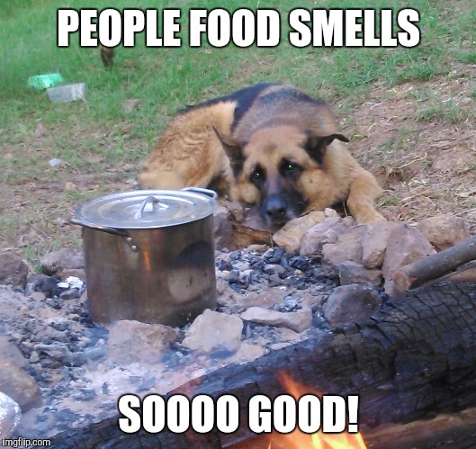 People food | PEOPLE FOOD SMELLS SOOOO GOOD! | image tagged in german shepherd | made w/ Imgflip meme maker
