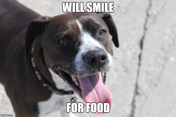 Smile for Food | WILL SMILE FOR FOOD | image tagged in dog face | made w/ Imgflip meme maker