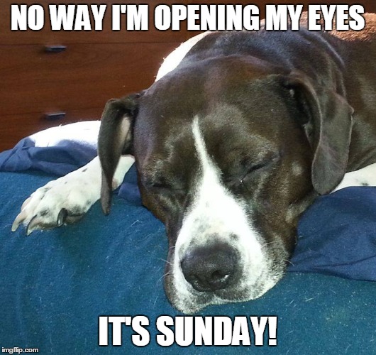 Dog Sleepy Sunday | NO WAY I'M OPENING MY EYES IT'S SUNDAY! | image tagged in pitbull | made w/ Imgflip meme maker