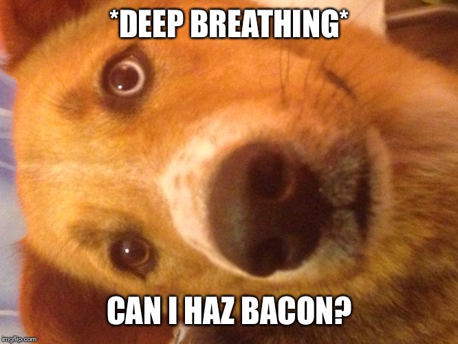 I wantz bacon | *DEEP BREATHING* CAN I HAZ BACON? | image tagged in bacon,heavy breathing,dog | made w/ Imgflip meme maker