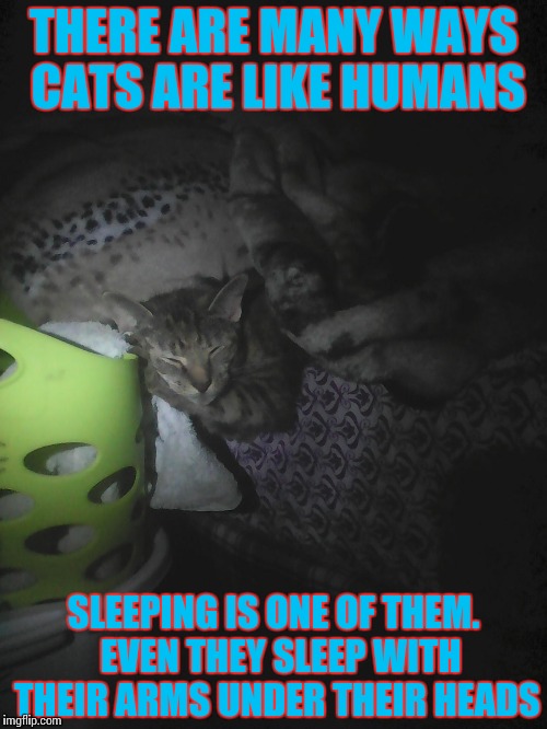 THERE ARE MANY WAYS CATS ARE LIKE HUMANS SLEEPING IS ONE OF THEM. EVEN THEY SLEEP WITH THEIR ARMS UNDER THEIR HEADS | image tagged in sleeping cats | made w/ Imgflip meme maker
