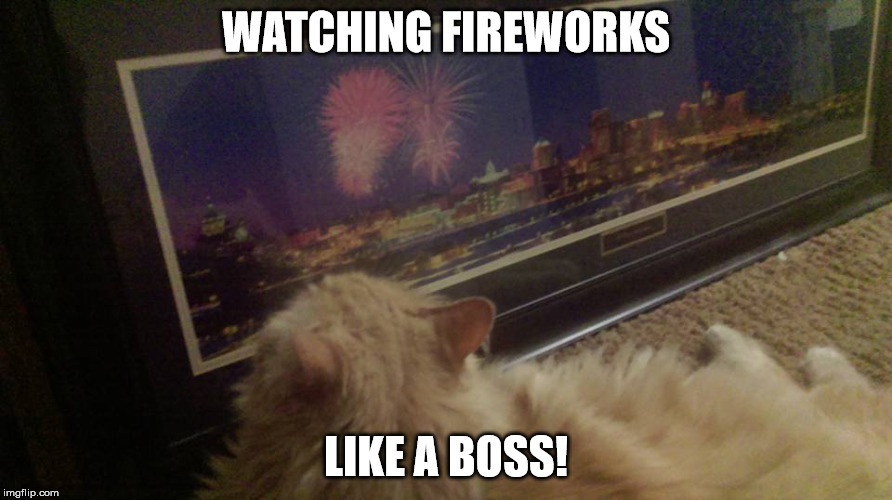 Cat fireworks | WATCHING FIREWORKS LIKE A BOSS! | image tagged in cats,fireworks,independence day | made w/ Imgflip meme maker